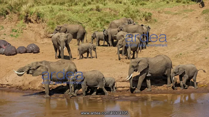 : 80194942 African Elephant - herd at river with Common : 80194942 African Elephant - herd at river with Common