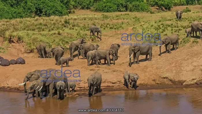 : 80194943 African Elephant - herd at river with Common : 80194943 African Elephant - herd at river with Common