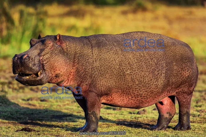 : 80194945 Common Hippopotamus / Hippo Maasai Mara : 80194945 Common Hippopotamus / Hippo Maasai Mara