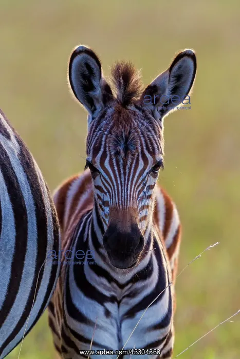 : 80194949 Plains / Common / Burchell's Zebra - foal : 80194949 Plains / Common / Burchell's Zebra - foal