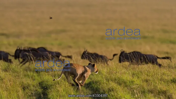 : 80194952 African Lion - lioness running to hunt : 80194952 African Lion - lioness running to hunt
