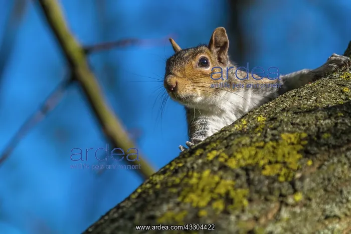 : 80194956 Eastern Grey Squirrel UK Sciurus carolinensis : 80194956 Eastern Grey Squirrel UK Sciurus carolinensis