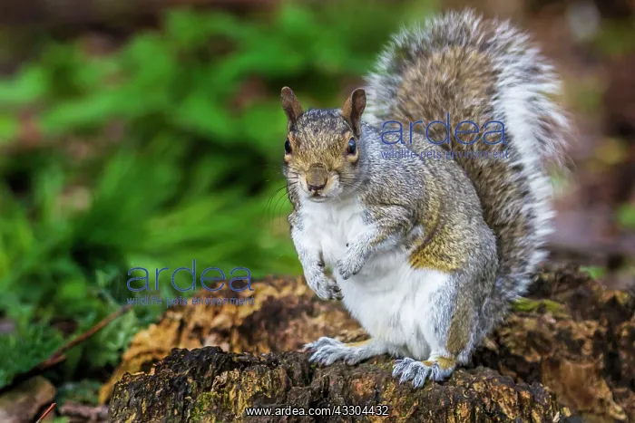 : 80194957 Eastern Grey Squirrel UK Sciurus carolinensis : 80194957 Eastern Grey Squirrel UK Sciurus carolinensis