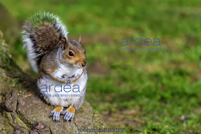 : 80194958 Eastern Grey Squirrel UK Sciurus carolinensis : 80194958 Eastern Grey Squirrel UK Sciurus carolinensis