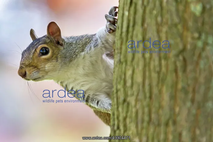 : 80194961 Eastern Grey Squirrel UK Sciurus carolinensis : 80194961 Eastern Grey Squirrel UK Sciurus carolinensis