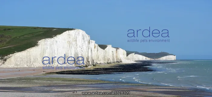 : 80195239 Seven Sisters Chalk Cliffs South Downs : 80195239 Seven Sisters Chalk Cliffs South Downs