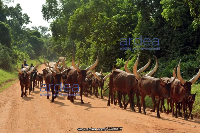 : 80195243 Ankole Cattle near Fort Portal, Uganda : 80195243 Ankole Cattle near Fort Portal, Uganda