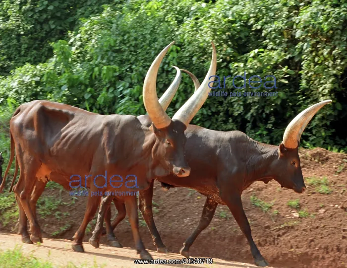 : 80195244 Ankole Cattle near Fort Portal, Uganda : 80195244 Ankole Cattle near Fort Portal, Uganda
