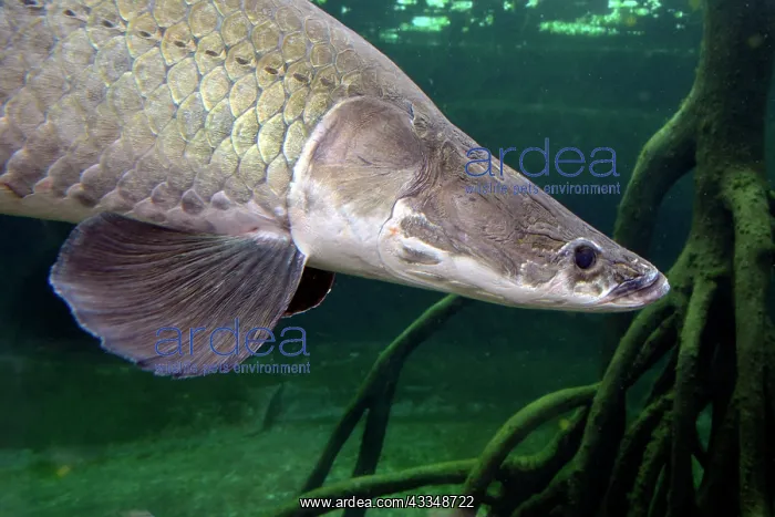 : 80195245 Arapaima - (world's largest freshwater : 80195245 Arapaima - (world's largest freshwater