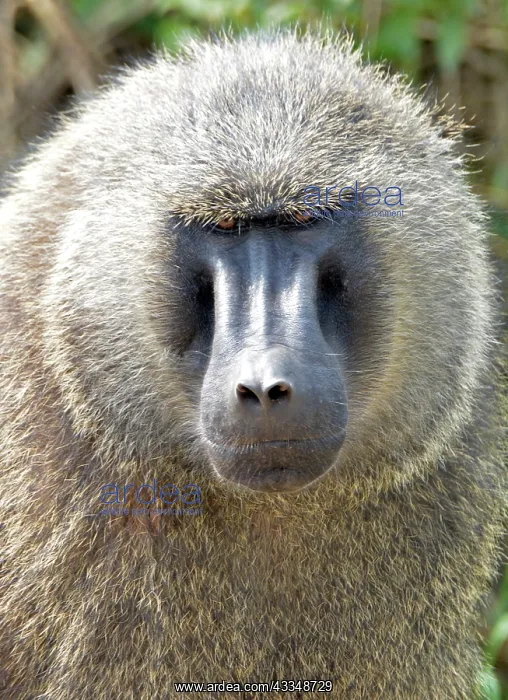 : 80195247 Olive Baboon - scowling Central Subsaharan : 80195247 Olive Baboon - scowling Central Subsaharan