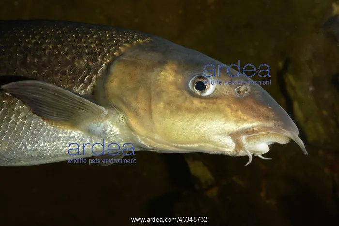 : 80195248 Common Barbel - British and European freshwaters : 80195248 Common Barbel - British and European freshwaters