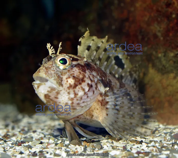  : 80195249 Butterfly Blenny British and European