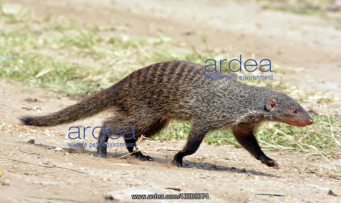 : 80195250 Banded Mongoose - savannahs and forests : 80195250 Banded Mongoose - savannahs and forests