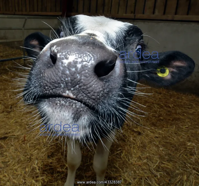 : 80195251 Cattle - cow in pen Pat Morris All images : 80195251 Cattle - cow in pen Pat Morris All images
