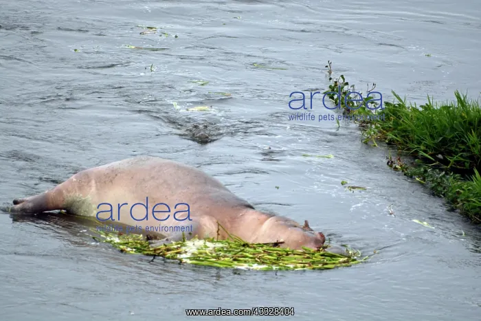 : 80195253 Crocodile - in water coming towards floating : 80195253 Crocodile - in water coming towards floating