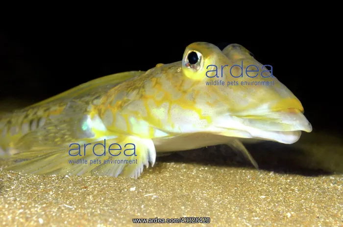 : 80195254 Common Dragonet - bottom dwelling fish : 80195254 Common Dragonet - bottom dwelling fish