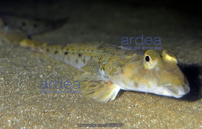 : 80195255 Common Dragonet - bottom dwelling fish : 80195255 Common Dragonet - bottom dwelling fish