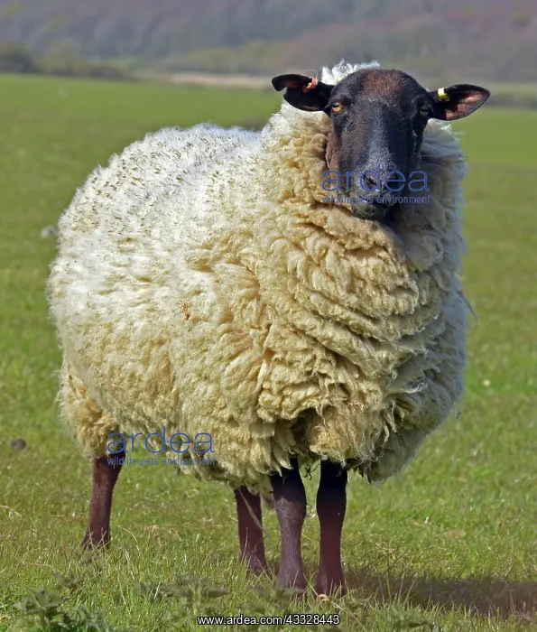  : 80195256 Sheep - full fleece Ovis (domestic) Pat