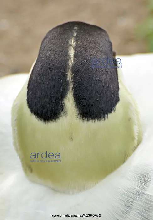 : 80195258 Common Eider - back of the head - European : 80195258 Common Eider - back of the head - European