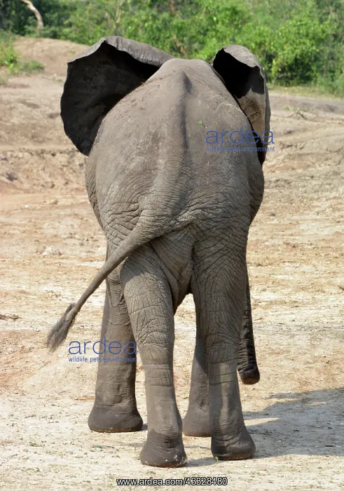 : 80195259 African Elephant - rear view Loxodonta : 80195259 African Elephant - rear view Loxodonta