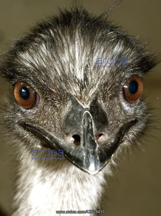 : 80195260 Emu - (second largest flightless bird) : 80195260 Emu - (second largest flightless bird)