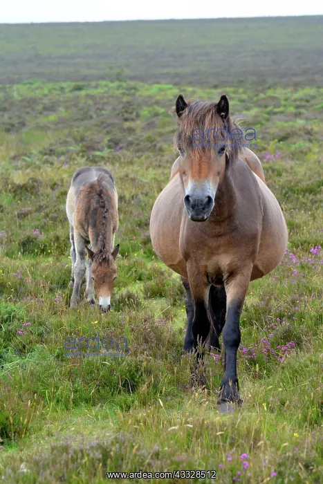 : 80195261 Exmoor Pony - and moulting foal Exmoor : 80195261 Exmoor Pony - and moulting foal Exmoor