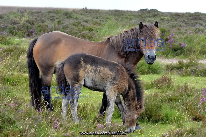 : 80195262 Exmoor Pony - and moulting foal Exmoor : 80195262 Exmoor Pony - and moulting foal Exmoor
