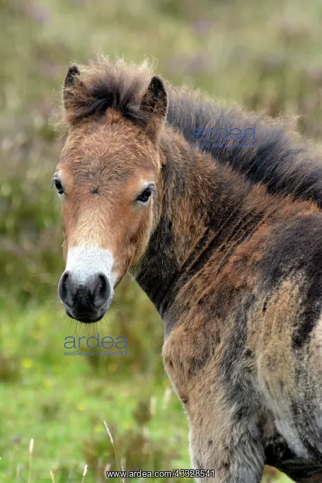 : 80195263 Exmoor Pony - moulting foal Exmoor National : 80195263 Exmoor Pony - moulting foal Exmoor National