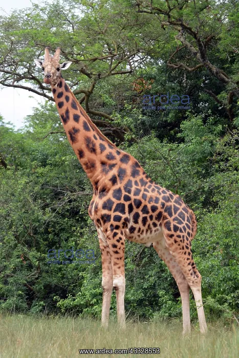 : 80195264 Northern Savannah Giraffe Murchison Falls : 80195264 Northern Savannah Giraffe Murchison Falls
