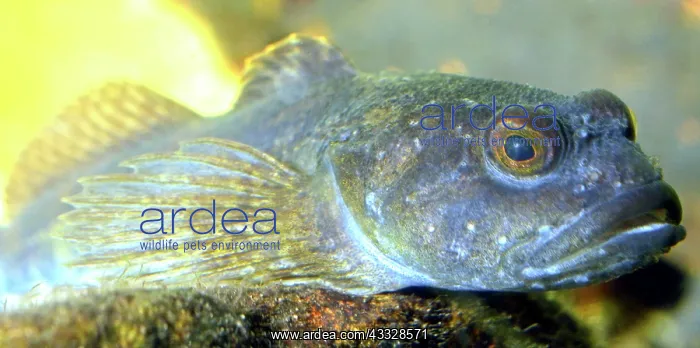 : 80195265 Goby - British coastal rockpool fish Gobius : 80195265 Goby - British coastal rockpool fish Gobius
