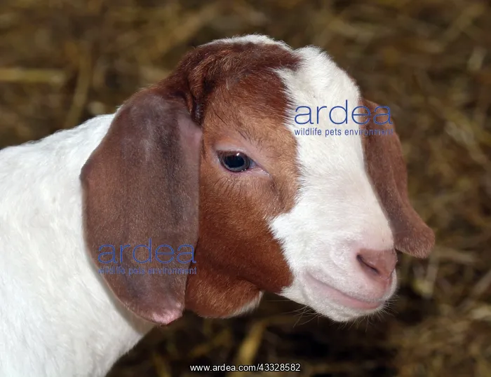 : 80195266 Goat - kid Capra (domestic) Pat Morris : 80195266 Goat - kid Capra (domestic) Pat Morris