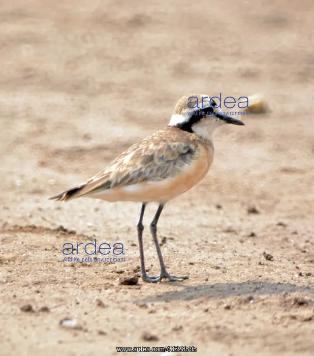 : 80195267 Kittlitz's Plover - dry and waterside places : 80195267 Kittlitz's Plover - dry and waterside places