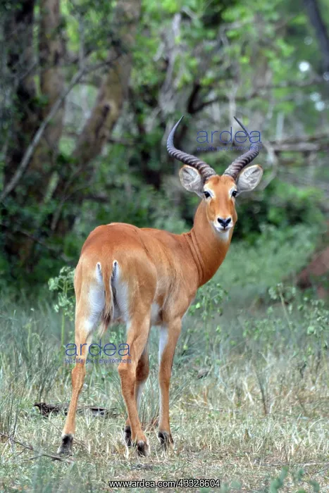 : 80195268 Uganda Kob - male Uganda Kobus kob Pat : 80195268 Uganda Kob - male Uganda Kobus kob Pat