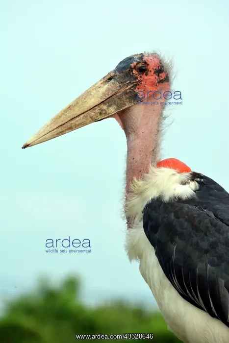 : 80195271 Marabou Stork - widespread Sub Saharan : 80195271 Marabou Stork - widespread Sub Saharan