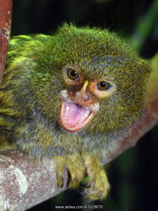 : 80195273 Pigmy Marmoset Amazon Basin South America : 80195273 Pigmy Marmoset Amazon Basin South America
