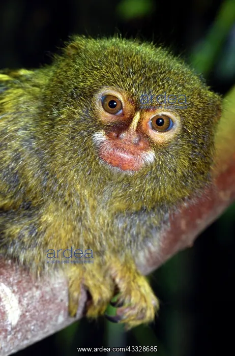 : 80195274 Pigmy Marmoset Amazon Basin South America : 80195274 Pigmy Marmoset Amazon Basin South America