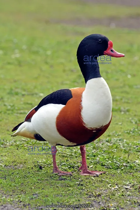  : 80195275 Shelduck - Coastal areas of Europe Tadorna