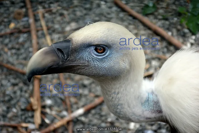 : 80195277 Griffon Vulture Europe and Asia Gyps fulvus : 80195277 Griffon Vulture Europe and Asia Gyps fulvus