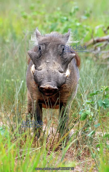 : 80195278 Warthog - widespread in savannahs and woodlands : 80195278 Warthog - widespread in savannahs and woodlands