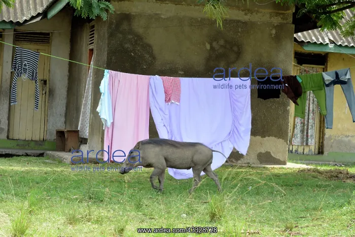  : 80195279 Warthog - walking past local housing in