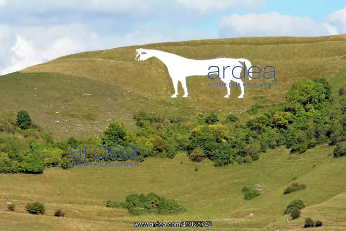 : 80195280 White Horse Westbury Salisbury Plain, UK : 80195280 White Horse Westbury Salisbury Plain, UK