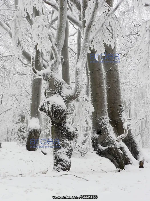 : 80195281 Beechwood Trees - in hoarfrost Bournak : 80195281 Beechwood Trees - in hoarfrost Bournak