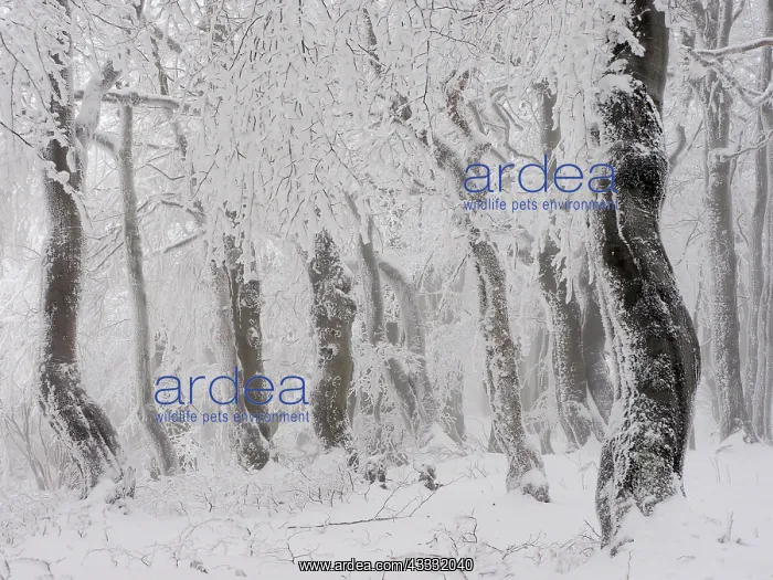 : 80195282 Beechwood Trees - in hoarfrost Bournak : 80195282 Beechwood Trees - in hoarfrost Bournak