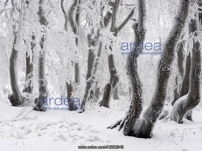 : 80195283 Beechwood Trees - in hoarfrost Bournak : 80195283 Beechwood Trees - in hoarfrost Bournak