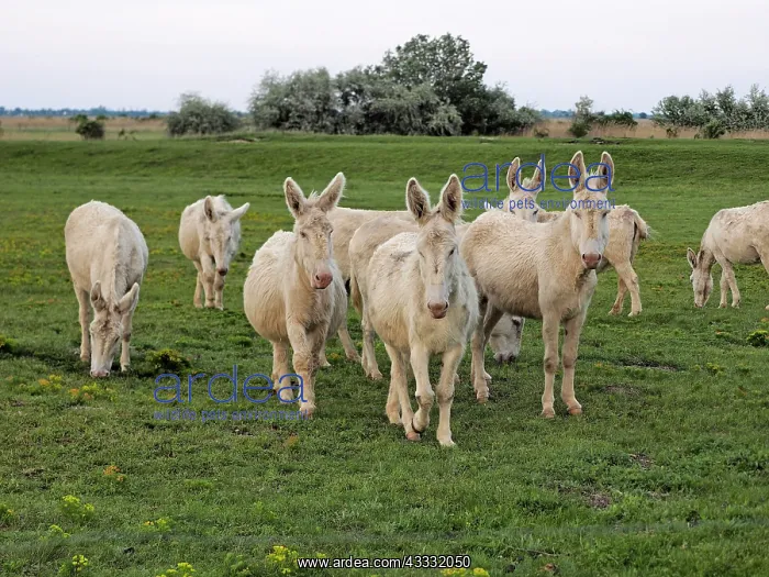 : 80195284 Hungarian-White Domestic Ass / White Albino : 80195284 Hungarian-White Domestic Ass / White Albino
