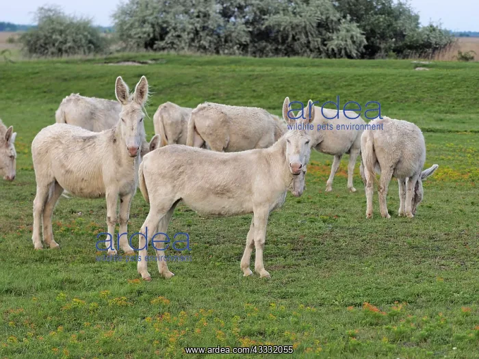 : 80195285 Hungarian-White Domestic Ass / White Albino : 80195285 Hungarian-White Domestic Ass / White Albino