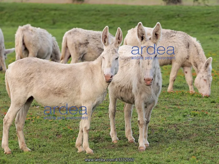 : 80195286 Hungarian-White Domestic Ass / White Albino : 80195286 Hungarian-White Domestic Ass / White Albino
