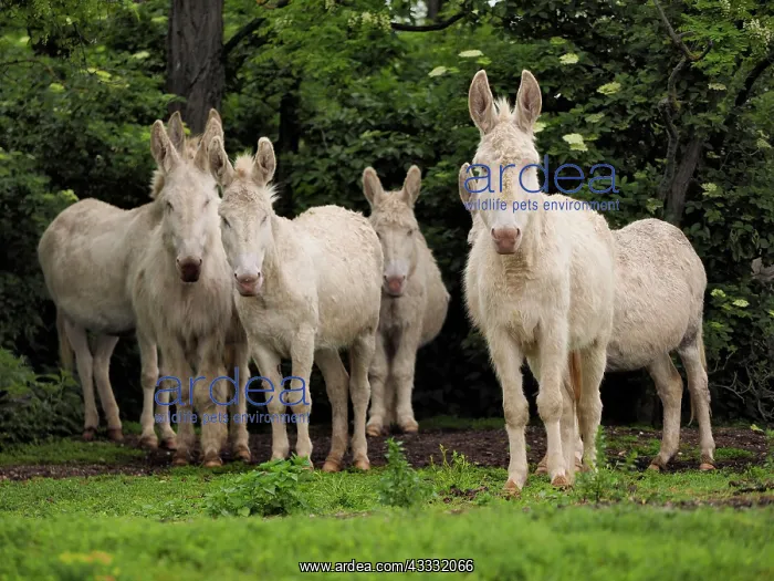 : 80195287 Hungarian-White Domestic Ass / White Albino : 80195287 Hungarian-White Domestic Ass / White Albino