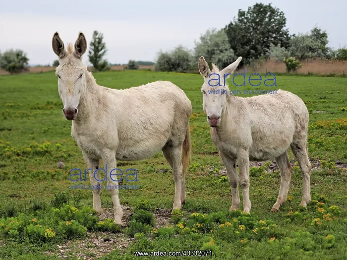 : 80195288 Hungarian-White Domestic Ass / White Albino : 80195288 Hungarian-White Domestic Ass / White Albino