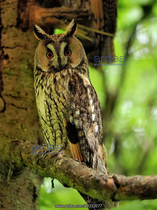 : 80195289 Long-Eared Owl Germany Asio otus Stefan : 80195289 Long-Eared Owl Germany Asio otus Stefan